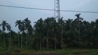 Salah satu tower telekomunikasi yang ada di Kabupaten Tanjung Jabung Barat. Foto: Tra/Jambiseru.com