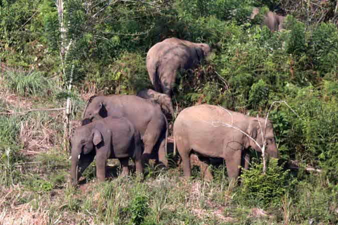 Ilustrasi kawanan gajah. (Ist)
