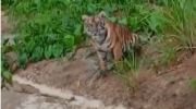 Capture video harimau yang terekam warga kerinci saat melintas. Foto: Oga/Jambiseru.com