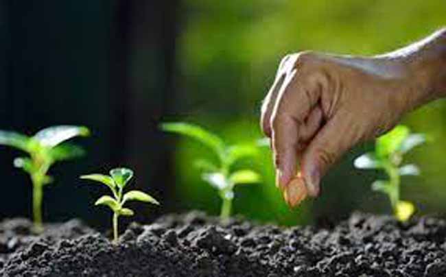 Penanaman Benih Bibit