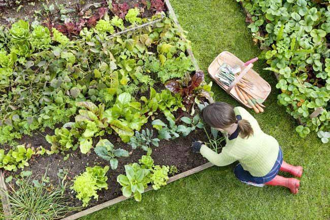 Persyaratan Taman Sayur Persyaratan Taman Sayur