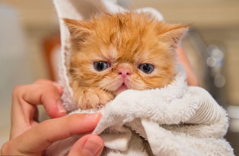 Caring persian cats
