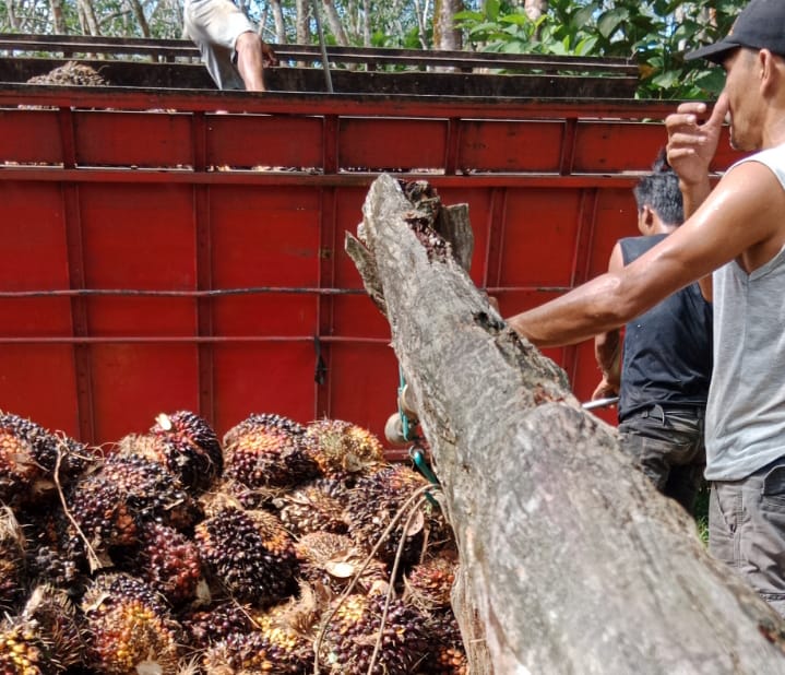 Harga Sawit di Merangin Tembus Rp 3.600 per Kilo Harga Sawit di Merangin Tembus Rp 3.600 per Kilo