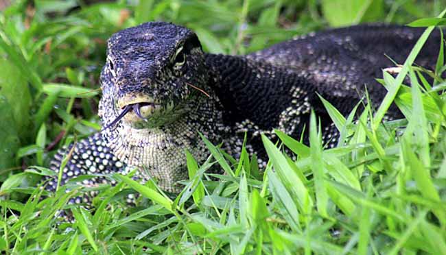 Biawak Dirudapaksa 4 Pemburu