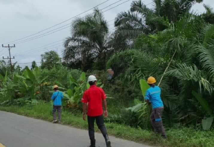 ULP PLN rayon Kuala Tungkal ULP PLN Rayon Kuala Tungkal Bersihkan Tanaman di Sepanjang Bentangan Jaringan