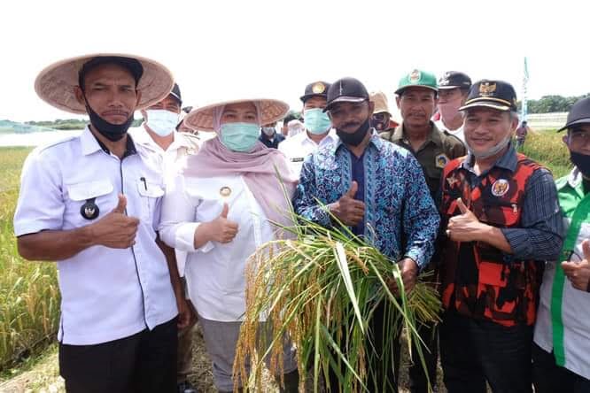 Panen raya Desa Pudak Muaro Jambi