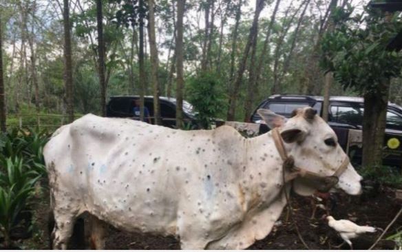 Sapi terserang PMK di Riau