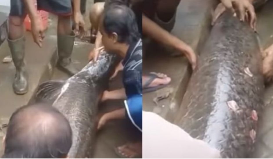 Video yang memperlihatkan ikan raksasa yang ditemukan warga korban banjir menjadi geger.