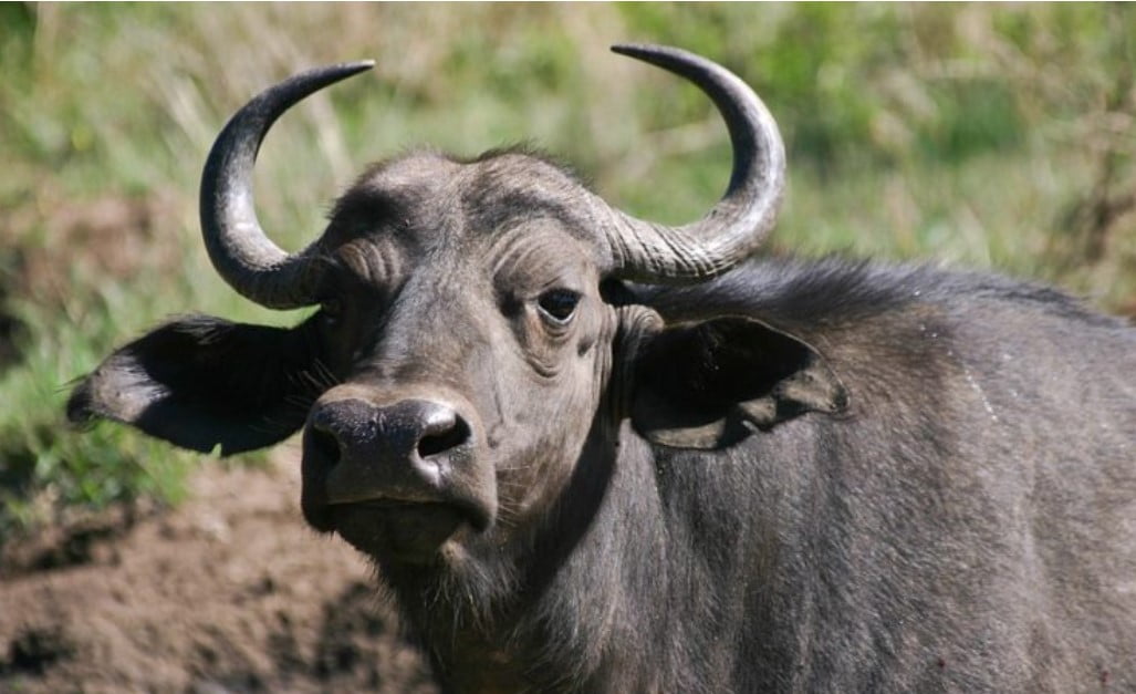 Ilustrasi Kerbau Ilustrasi Kerbau