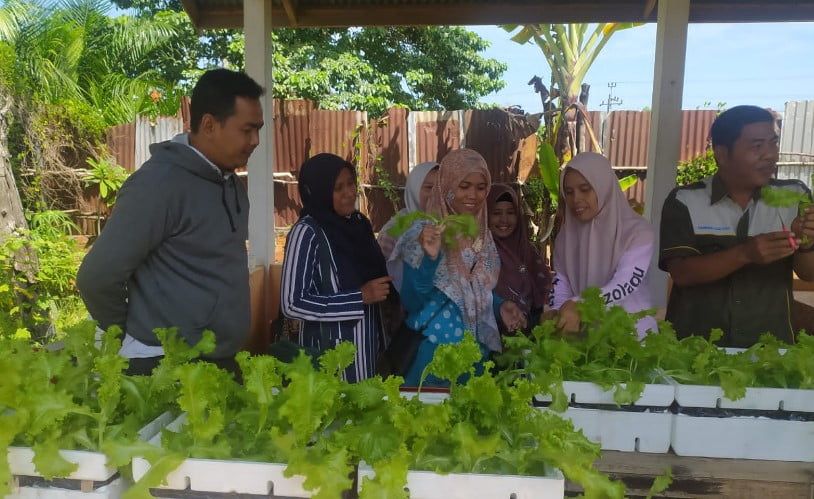 Kades Mendalo Darat Panen Perdana Tanaman Hydroponik