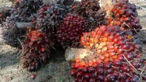Buah sawit