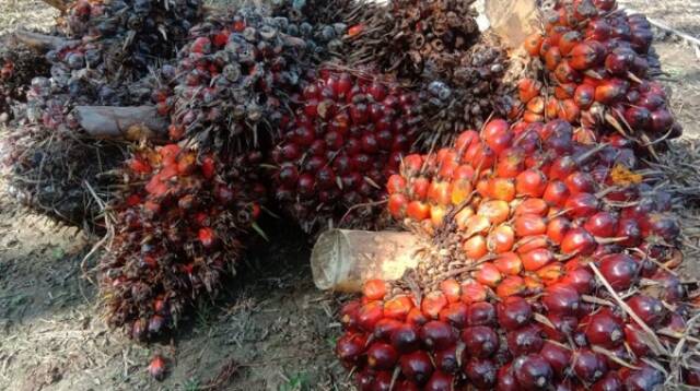 Buah sawit