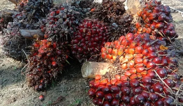 Buah sawit Buah sawit