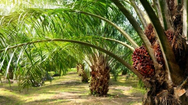 Kelapa sawit