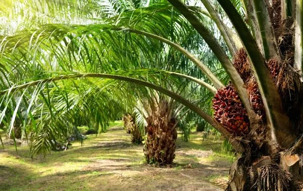 Kelapa sawit