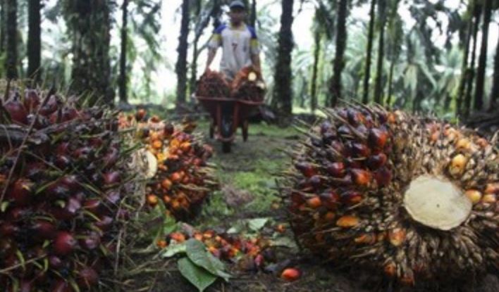 Harga sawit di jambi hari ini per 14 oktober 2022