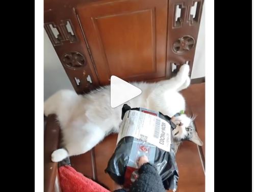 Kucing paket Kucing paket