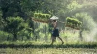 Petani Padi Petani Padi