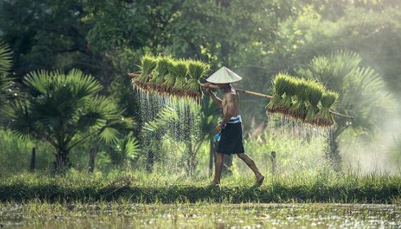 Petani Padi