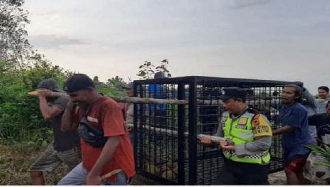BKSDA Pasang Perangkap Beruang
