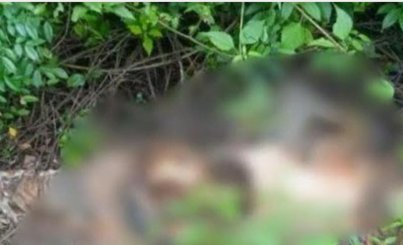 tkp penemuan kerangka manusia dalam semak semak di desa kuala indah, kecamatan sei suka, kabupaten batubara, sumatera utara.