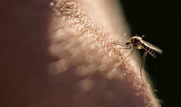 Foto: Istimewa Foto: Istimewa