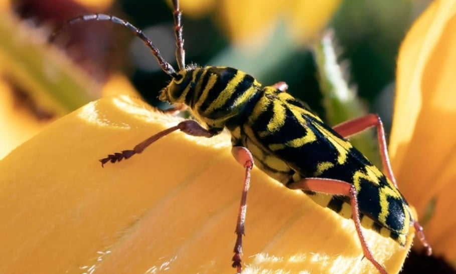 Ilustrasi Kumbang Ilustrasi Kumbang