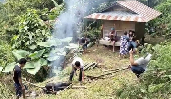remaja yang viral acak acak makam suku toraja diberi sanki adat potong babi.