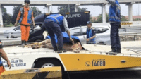 seekor sapi lepas di tol jagorawi,