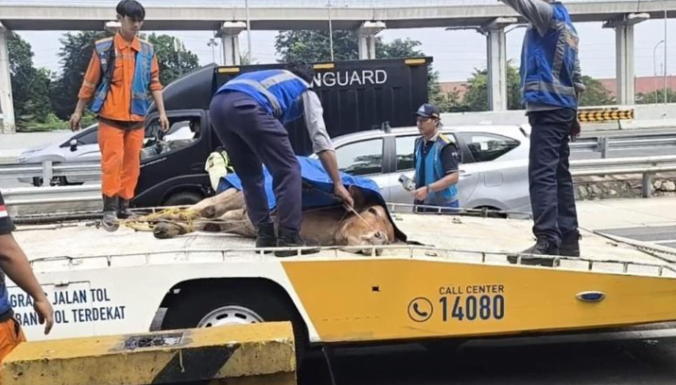 seekor sapi lepas di tol jagorawi,