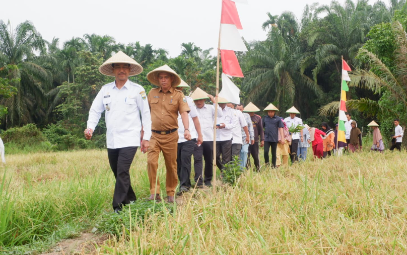 pj bupati muaro jambi turun ke sawah