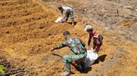 Dalam rangka mendukung program pertanian berkelanjutan, anggota Satgas TMMD ke 122 Kodim 0420/Sarko, dibawah Koordinator Kapten Inf Sahita bersama warga Desa Bedeng Rejo, Kecamatan Bangko Barat, Kabupaten Merangin melaksanakan kegiatan penaburan pupuk organik di lahan pertanian Hanpangan Jumat (17/10/2024).