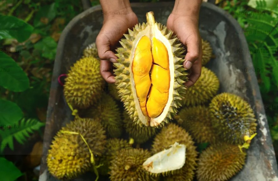 Durian, yang dikenal sebagai "Raja Buah," adalah buah tropis yang sangat populer di Asia Tenggara.
