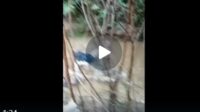Jasad seorang kakek berusia (60) ditemukan mengapung di sebuah anak sungai di areal perkebunan kelapa sawit di Kabupaten Batanghari.