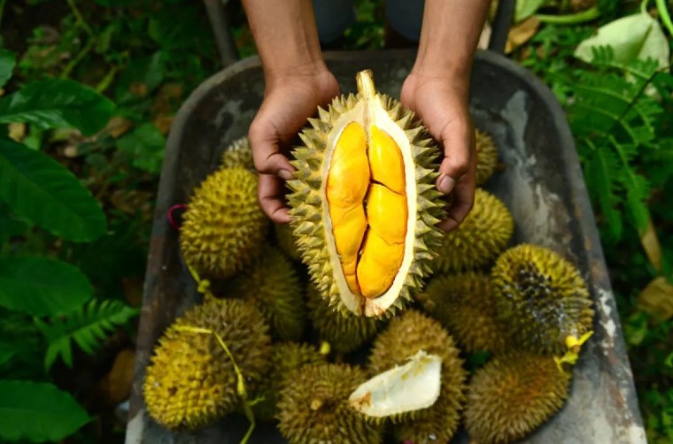 Durian, si "Raja Buah" yang kontroversial. Aromanya yang tajam dan rasanya yang khas, membuatnya dicintai sekaligus dibenci.