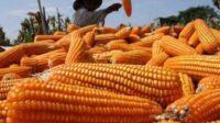 Dalam mendukung program swasenbada pangan Presiden Prabowo, polisi di Jambi melakukan penanaman jagung dengan sistem tumpang sari.