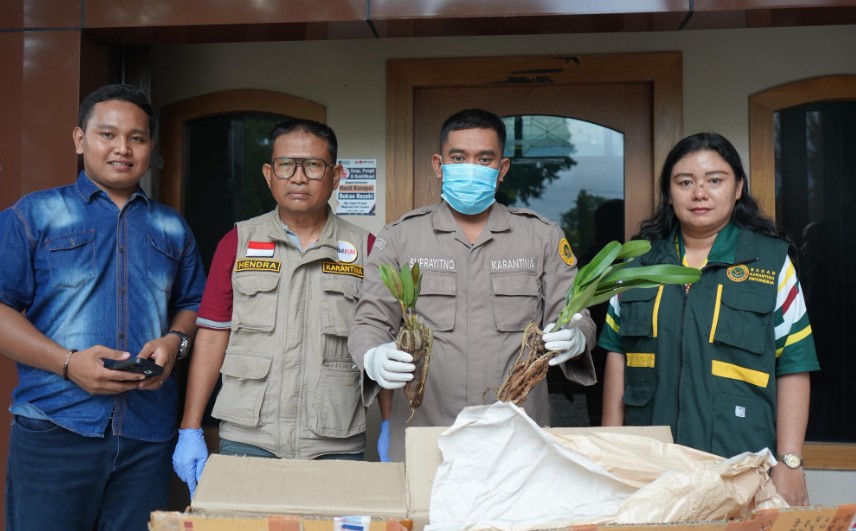 Balai Karantina Hewan, Ikan, dan Tumbuhan Jambi menahan enam bibit anggrek Dendrobium di Bandara Sultan Thaha Jambi