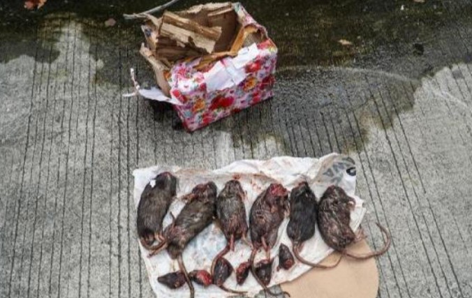 Teror kembali menghantui kantor redaksi Tempo di Jakarta. Redaksi Tempo mendapat kiriman paket berisi bangkai enam ekor tikus yang kepalanya terpenggal. Teror kembali menghantui kantor redaksi Tempo di Jakarta. Redaksi Tempo mendapat kiriman paket berisi bangkai enam ekor tikus yang kepalanya terpenggal.