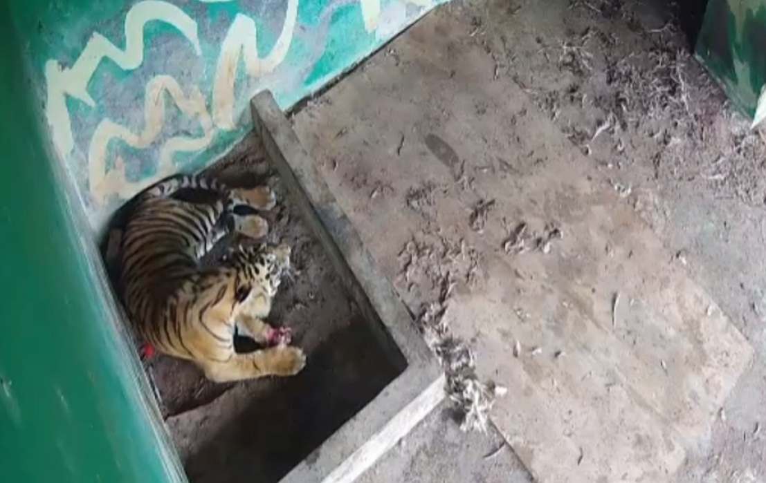 harimau