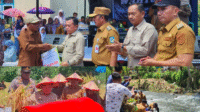 Panen Raya Padi dan Ikan Semah di Kerinci