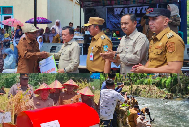 Panen Raya Padi dan Ikan Semah di Kerinci