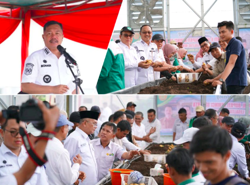 Panen Perdana Benih Kentang G0