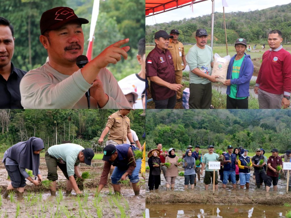 Tanam Padi Serentak di Talang Kemulun