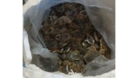 Ditpolairud Gagalkan Penyeludupan 29 Kg Sisik Trenggiling dan 2 Kg Kayu Gaharu