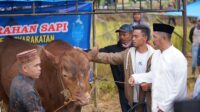 Bupati Monadi Serahkan Bantuan Sapi Kurban dari Presiden Prabowo