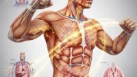 rahasia metabolisme optimal kunci berat badan ideal dan energi maksimal