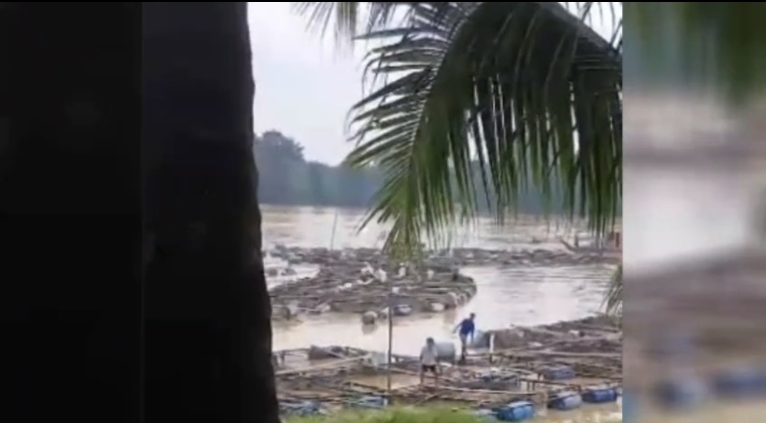 200 Unit Keramba Ikan Hanyut di Sungai Batanghari, Warga Alami Kerugian Capai Rp 3 M