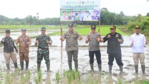 Bupati Merangin H M Syukur bersama Dandim 0420/Sarko Letkol Inf Yakhya Wisnu Arianto, Kapolres AKBP Kiki Firmansyah diwakili Kapolsek Tabir, Kajari Bintang diwakili Kasi Datun Buchori, Wakil Ketua DPRD Herman Effendi dan Ahmad Fahmi, tanam padi sawah serentak, Selasa (16/9/2025).