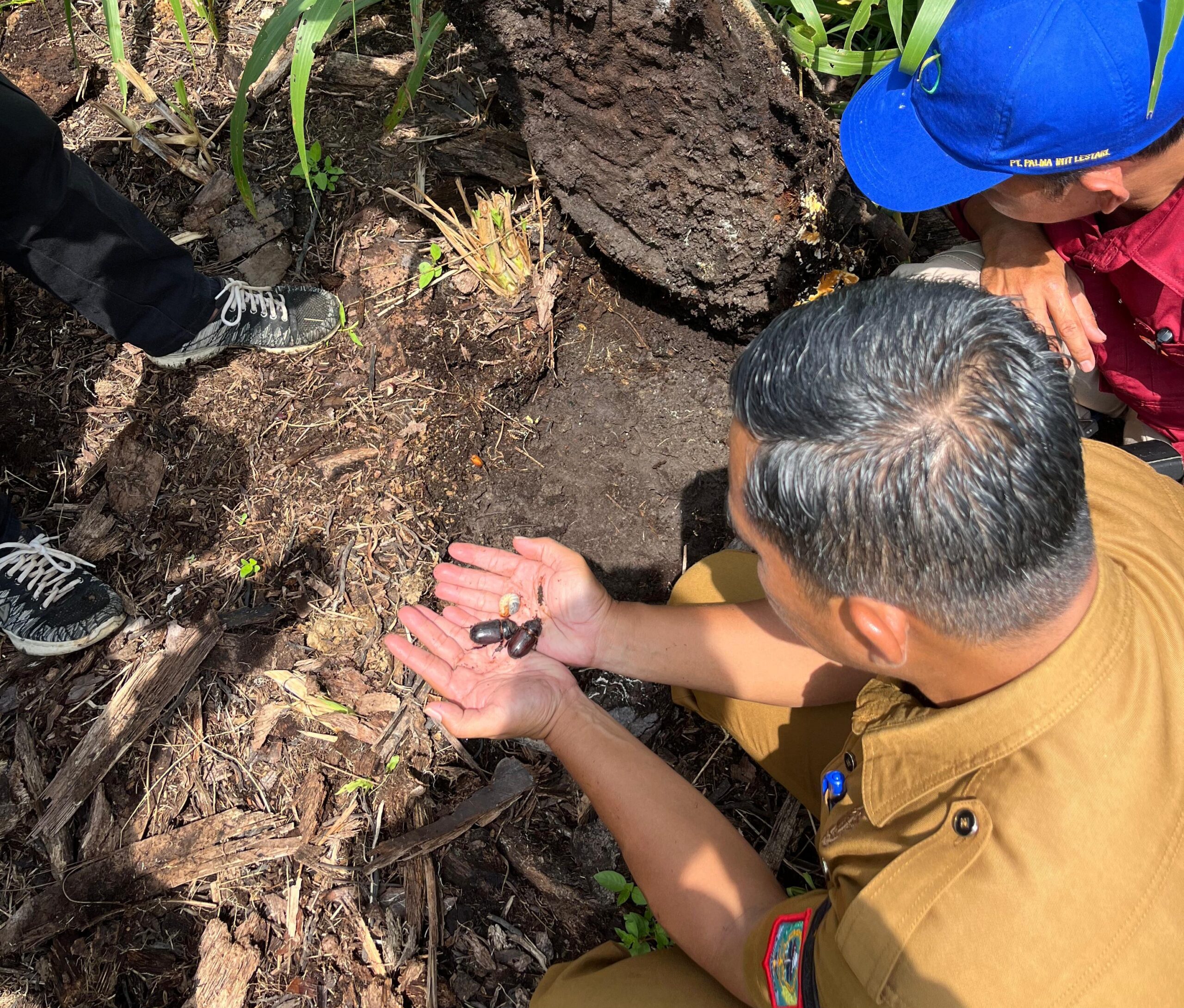 Hama Kumbang Tanduk serang kebun kelapa sawit warga di Kecamatan Tabir Selatan.