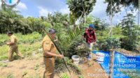 Plt Kepala Dinas Perkebunan dan Peternakan Merangin, Daryanto saat meninjau kebun sawit warga yang diserang hama kumbang tanduk.